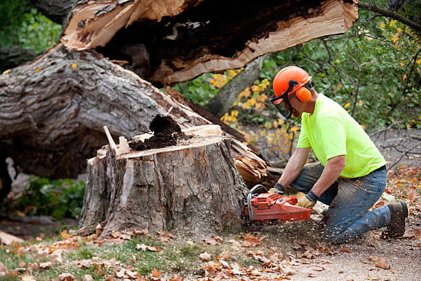 Lawn Maintenance Plans in Corvallis, OR